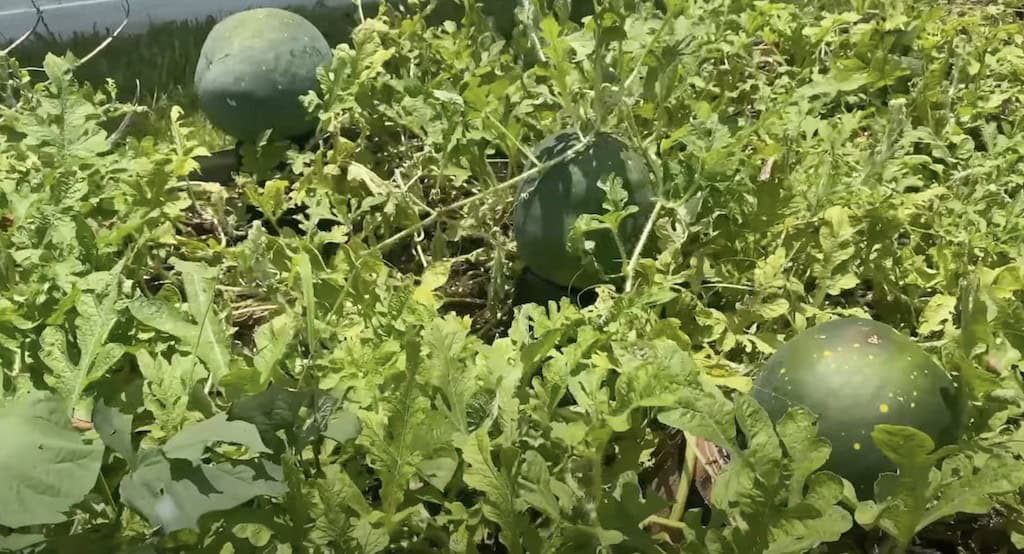 Watermelon plant